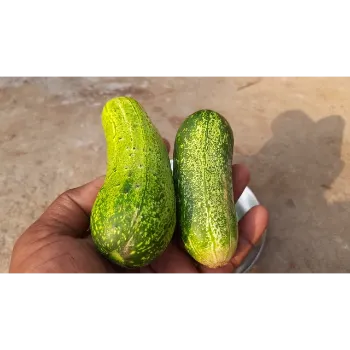 Fresh Cucumber 